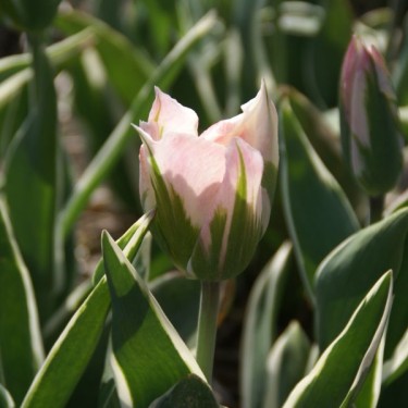 Tulipa 'China Town' Tulipa 'China Town'