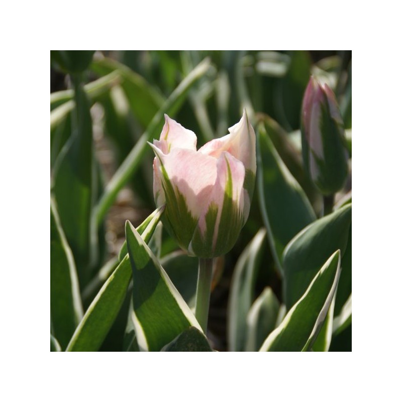 Tulipa 'China Town' Tulipa 'China Town'
