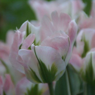 Tulipa 'China Town' Tulipa 'China Town'