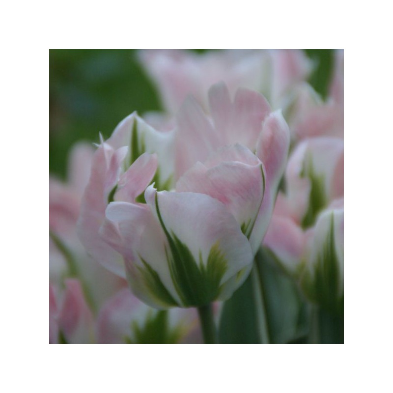 Tulipa 'China Town' Tulipa 'China Town'