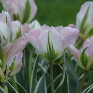 Tulipa 'China Town' Tulipa 'China Town'