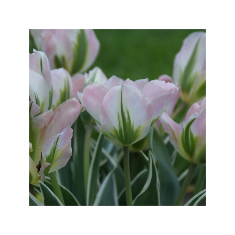 Tulipa 'China Town' Tulipa 'China Town'