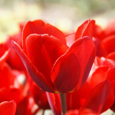 Tulipa 'Couleur Cardinal' Tulipa 'Couleur Cardinal'