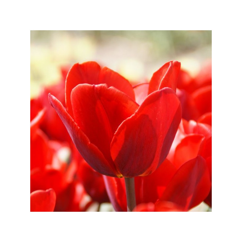 Tulipa 'Couleur Cardinal' Tulipa 'Couleur Cardinal'
