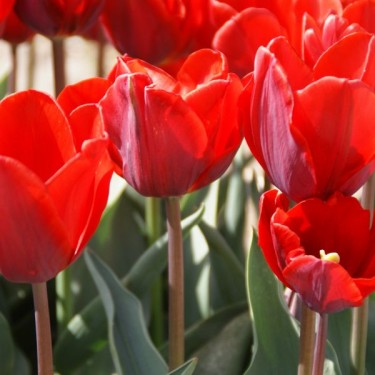 Tulipa 'Couleur Cardinal' Tulipa 'Couleur Cardinal'