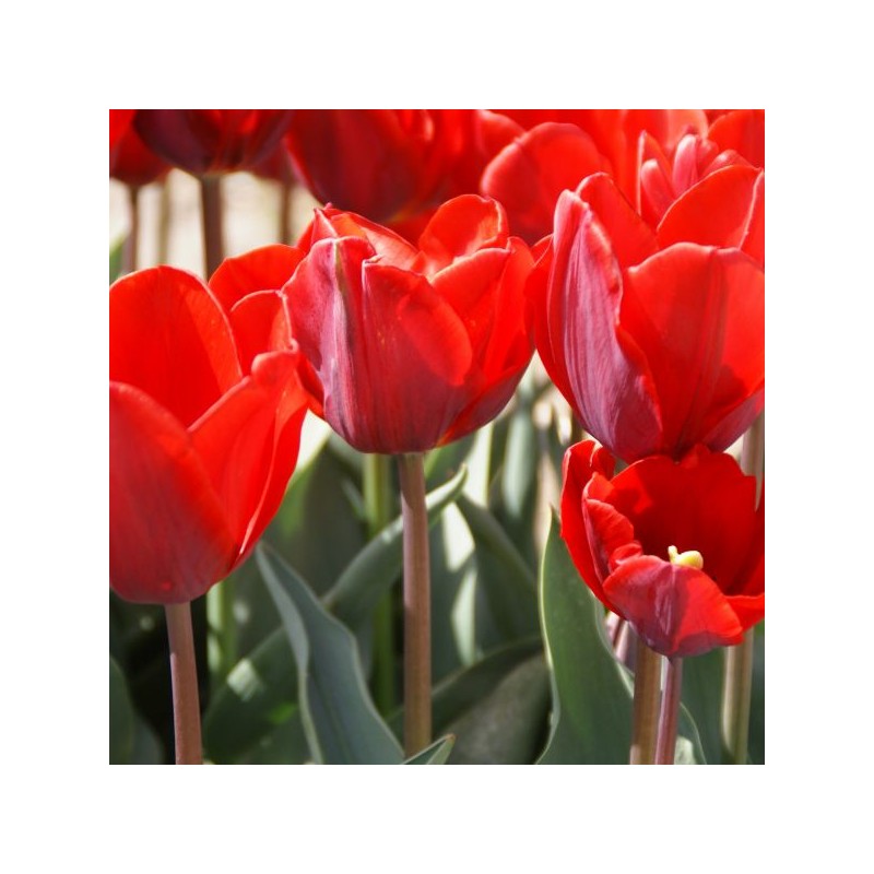 Tulipa 'Couleur Cardinal' Tulipa 'Couleur Cardinal'