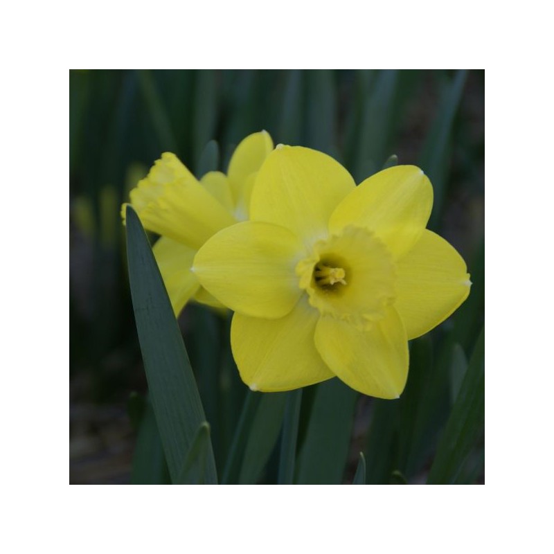 Narcissus 'Pay Day'