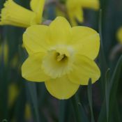 Narcissus 'Pay Day'
