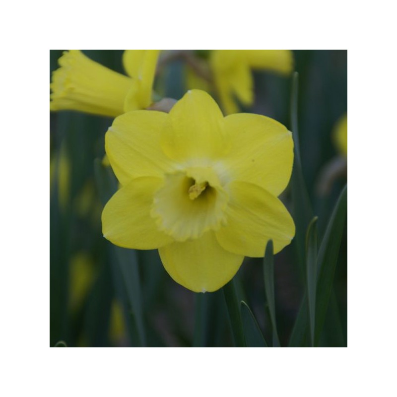 Narcissus 'Pay Day'