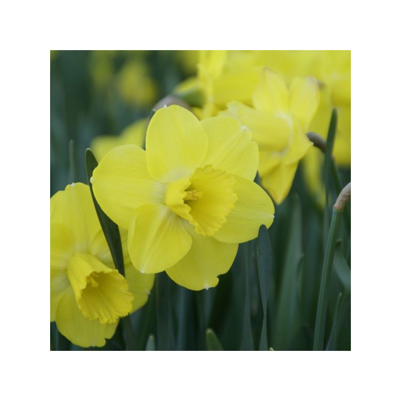 Narcissus 'Pay Day'