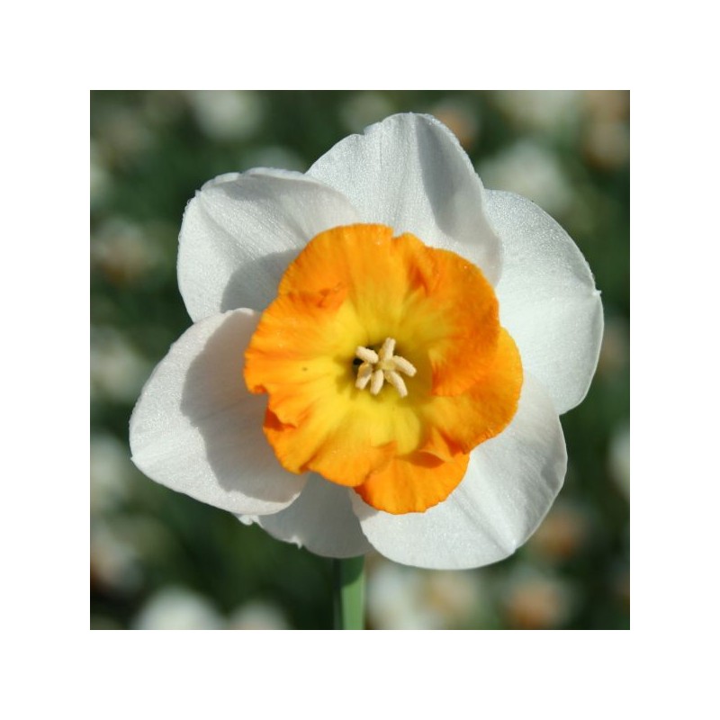 Narcissus 'Conestoga' Narcissus 'Conestoga'
