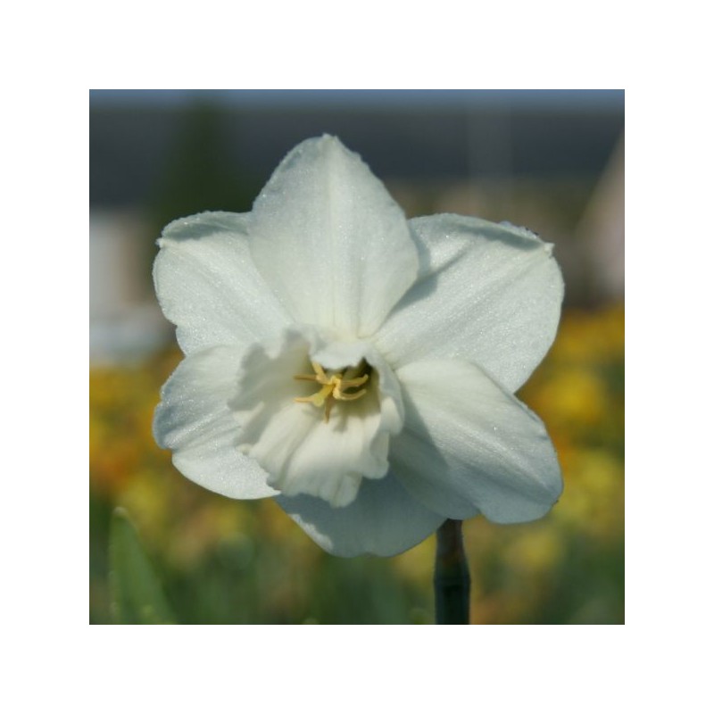 Narcissus 'Pigeon' Narcissus 'Pigeon'