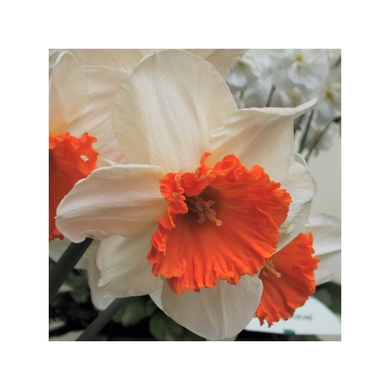 Narcissus 'Royal Orange' Narcissus 'Royal Orange'