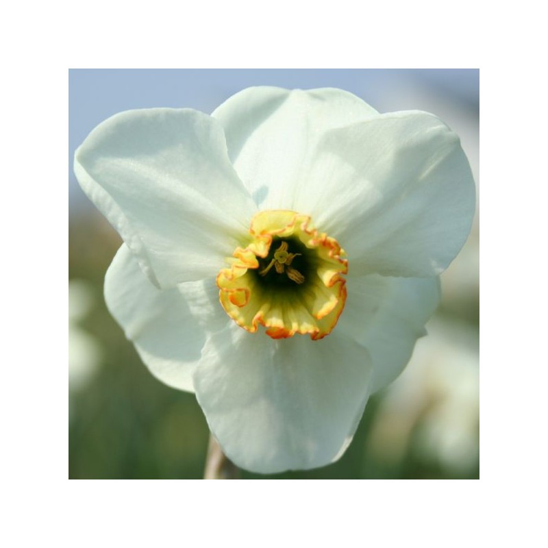 Narcissus 'Baltic Shore' Narcissus 'Baltic Shore'