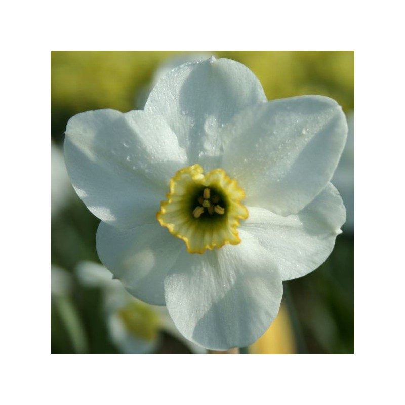Narcissus 'Capisco' Narcissus 'Capisco'