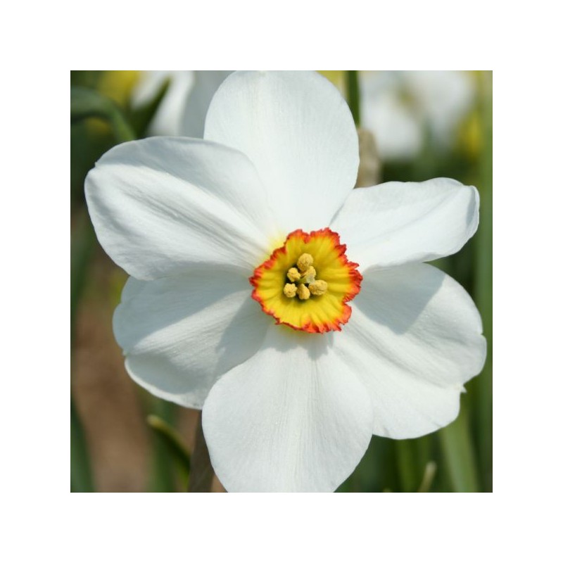 Narcissus 'Chorale'