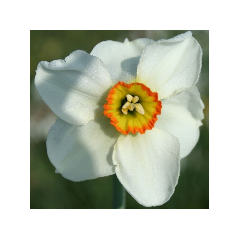 Narcissus 'Crenver' Narcissus 'Crenver'