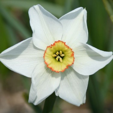 Narcissus 'Dreamlight'