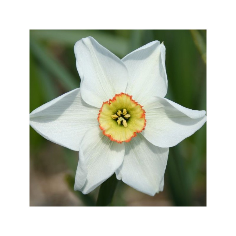 Narcissus 'Dreamlight'