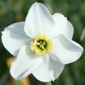 Narcissus 'Hexworthy'