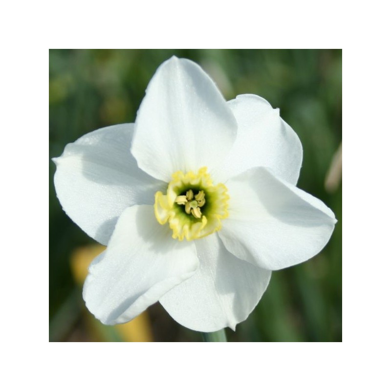 Narcissus 'Hexworthy' Narcissus 'Hexworthy'