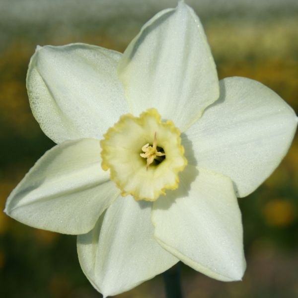 Narcissus 'Lalique'