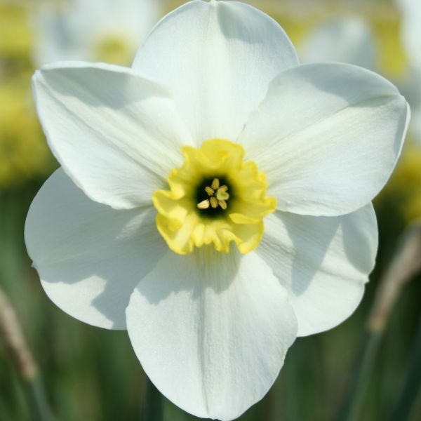 Narcissus 'Oykel'