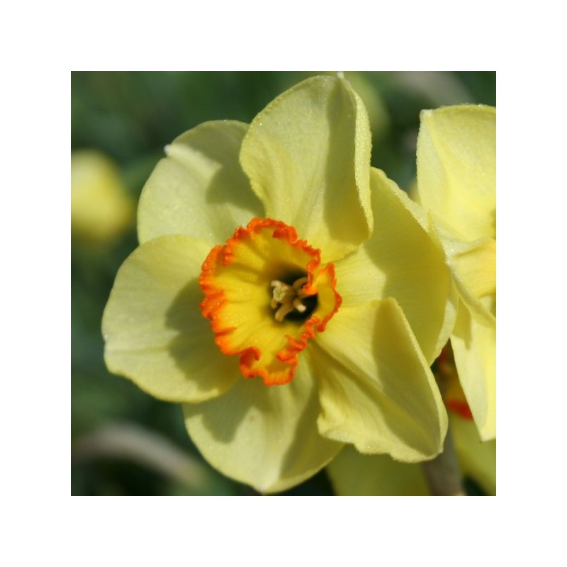 Narcissus 'Painted Desert' Narcissus 'Painted Desert'