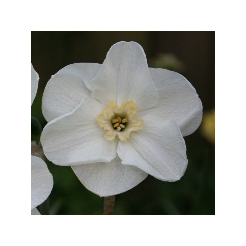 Narcissus 'Sea Princess' Narcissus 'Sea Princess'