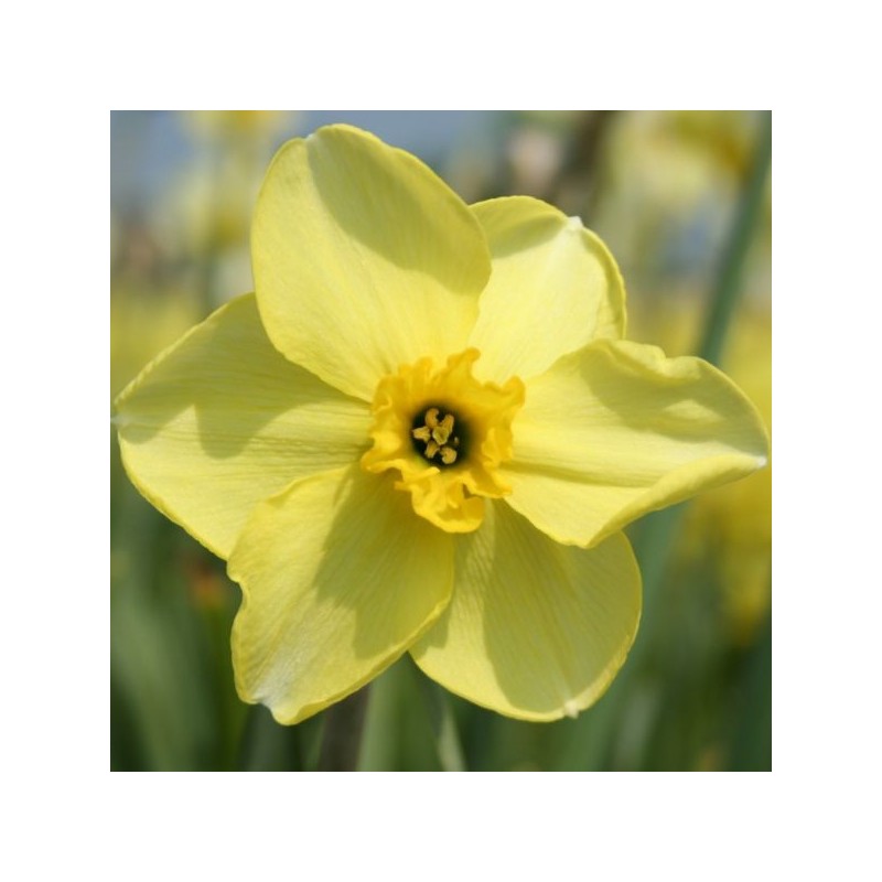 Narcissus 'Skookum' Narcissus 'Skookum'