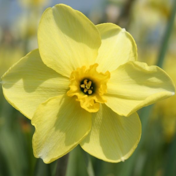Narcissus 'Skookum'