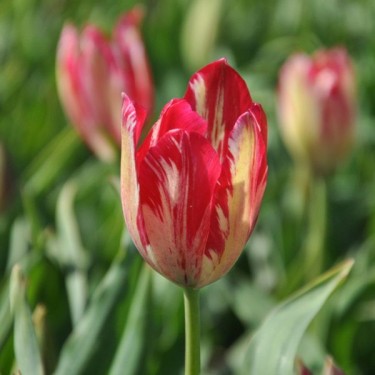 Tulipa 'Bridesmaid' Tulipa 'Bridesmaid'