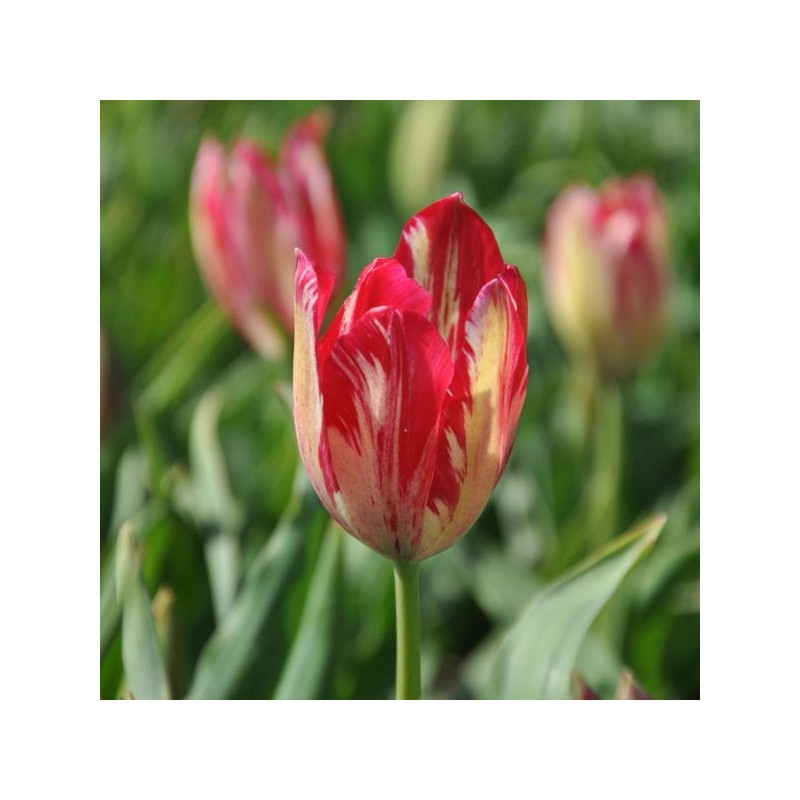 Tulipa 'Bridesmaid' Tulipa 'Bridesmaid'