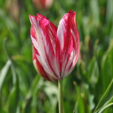 Tulipa 'Bridesmaid' Tulipa 'Bridesmaid'