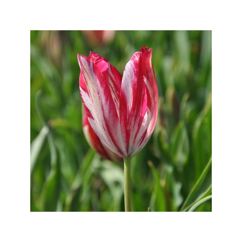 Tulipa 'Bridesmaid' Tulipa 'Bridesmaid'