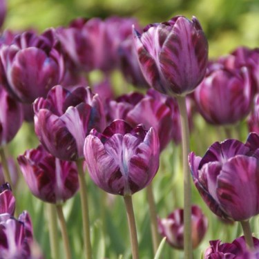 Tulipa 'Columbine' Tulipa 'Columbine'