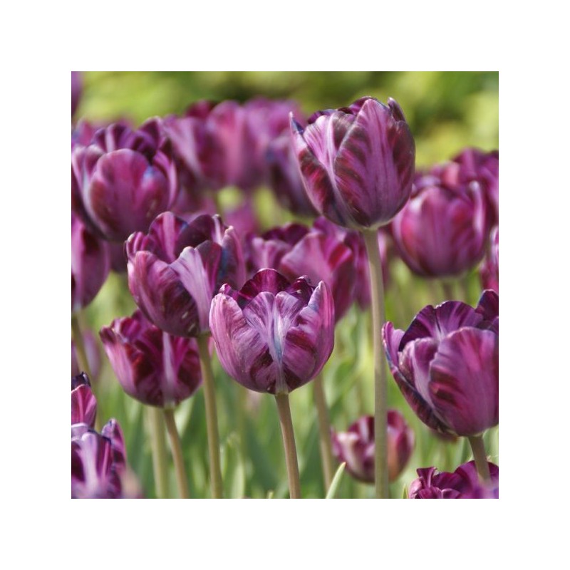 Tulipa 'Columbine' Tulipa 'Columbine'