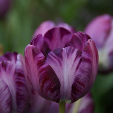 Tulipa 'Columbine'