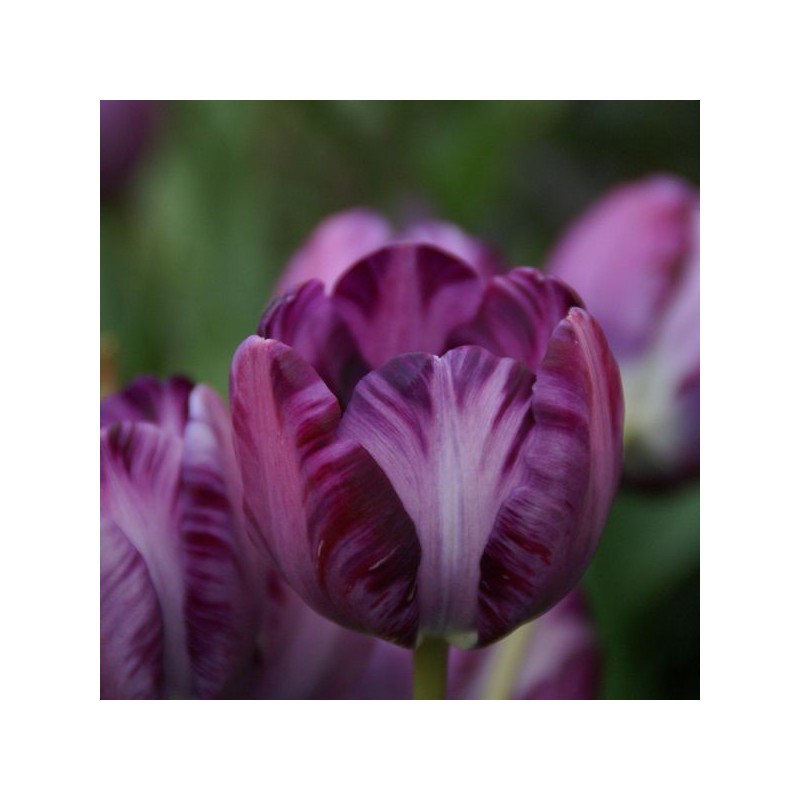 Tulipa 'Columbine' Tulipa 'Columbine'