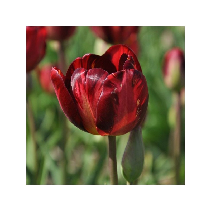 Tulipa 'George Hayward' Tulipa 'George Hayward'