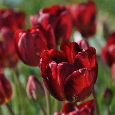 Tulipa 'George Hayward' Tulipa 'George Hayward'