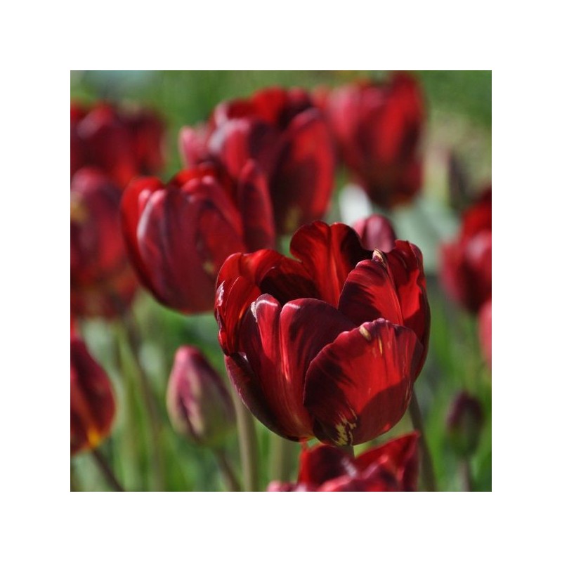 Tulipa 'George Hayward' Tulipa 'George Hayward'