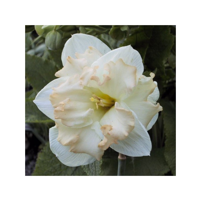 Narcissus 'Etincelante' Narcissus 'Etincelante'