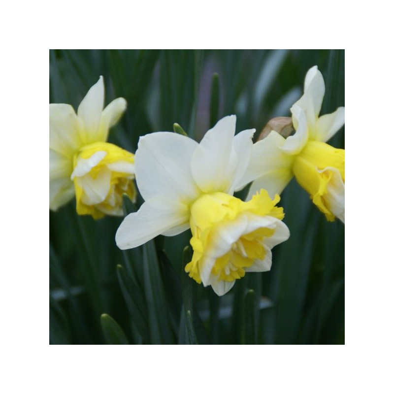 Narcissus 'Wave' Narcissus 'Wave'