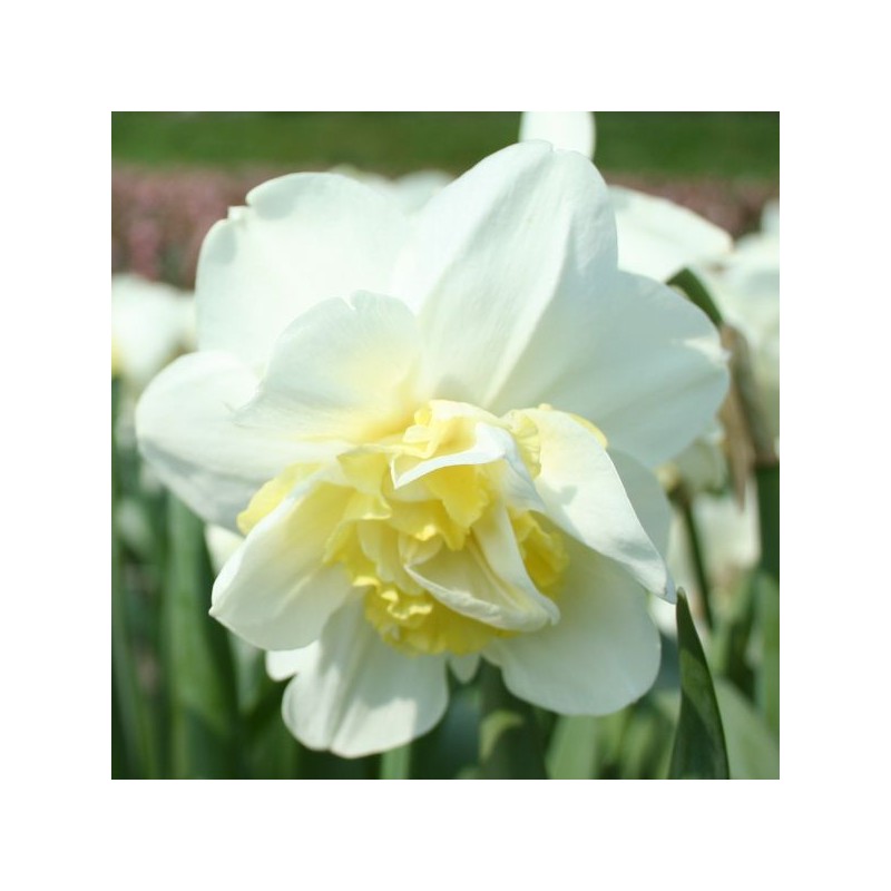 Narcissus 'Odyssey' Narcissus 'Odyssey'