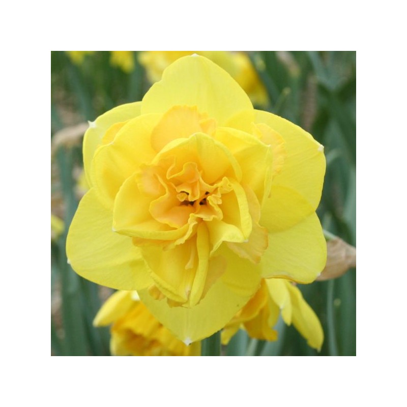 Narcissus 'Baldock' Narcissus 'Baldock'