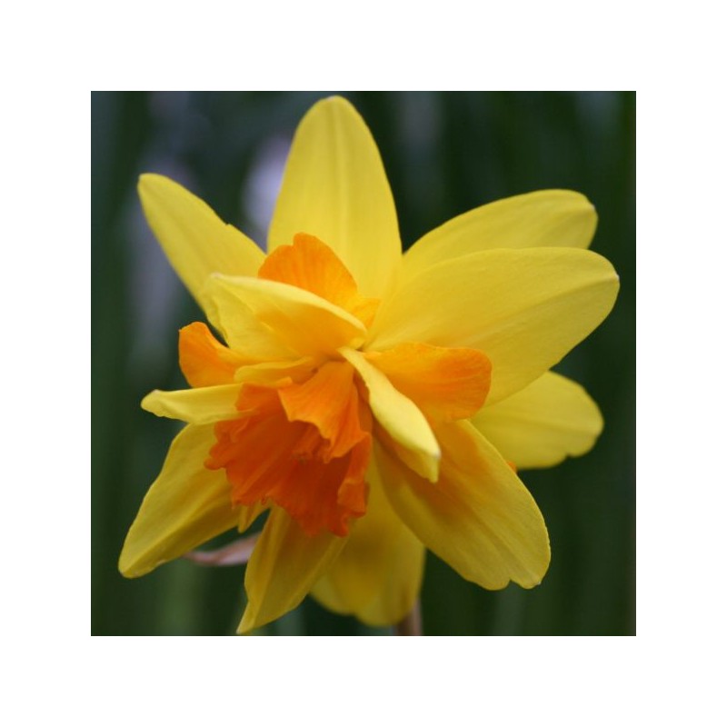 Narcissus 'Double Itzim' Narcissus 'Double Itzim'