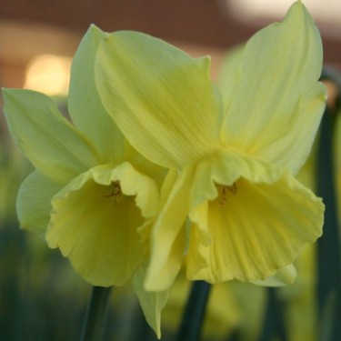 Narcissus 'Thoughtful'