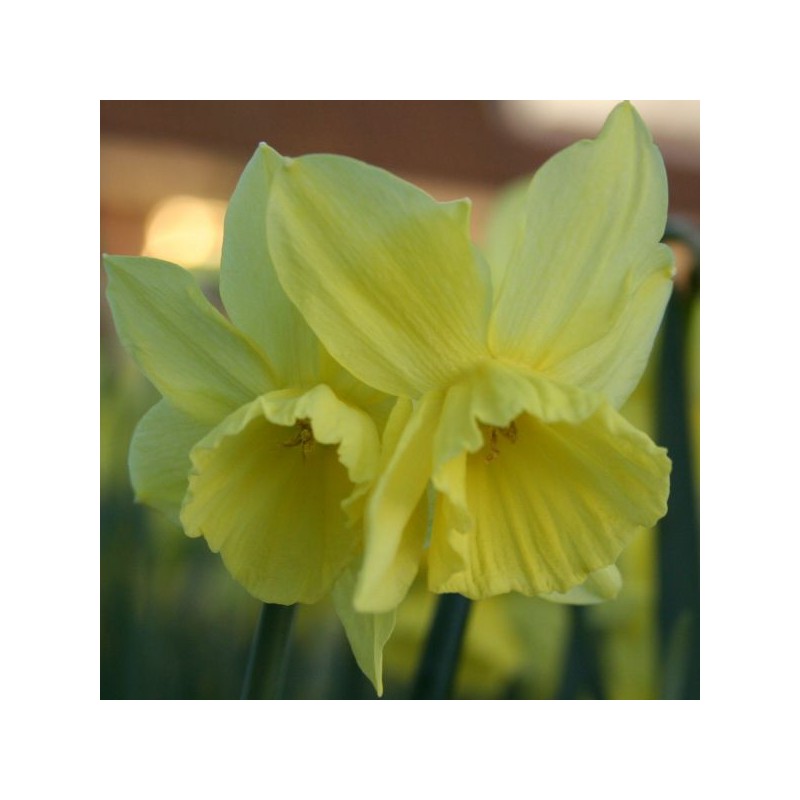 Narcissus 'Thoughtful' 