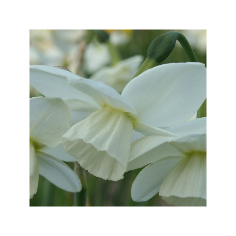 Narcissus 'Saberwing'